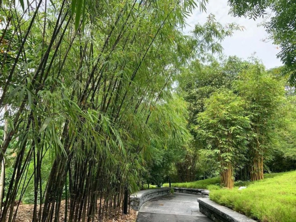 Best Things To Do In Singapore Botanic Gardens | Bambusetum