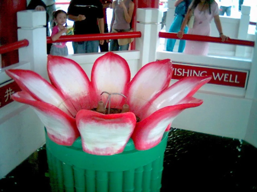 Kusu Island Wishing lotus