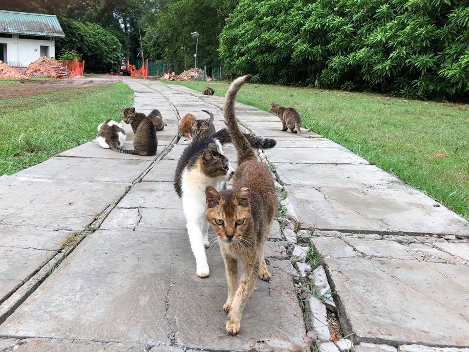 St John Island Cats