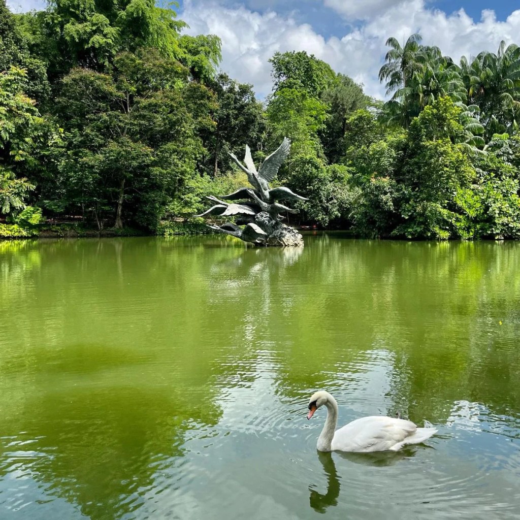 Best Things To Do In Singapore Botanic Gardens | Swan Lake