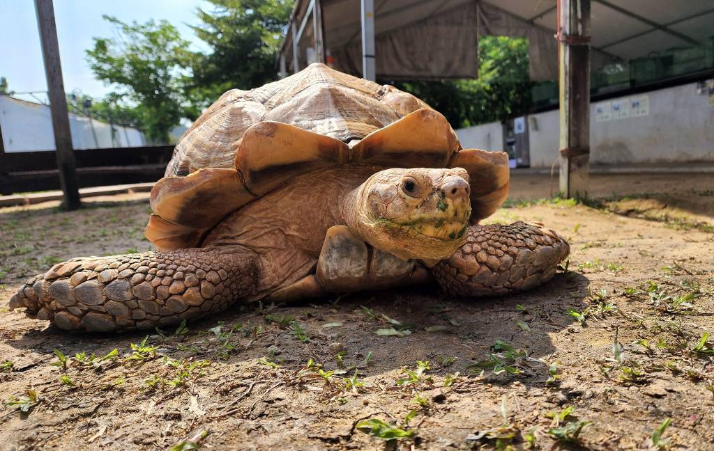 Things to do - Feed tortoises at the Live Turtle & Tortoise Museum