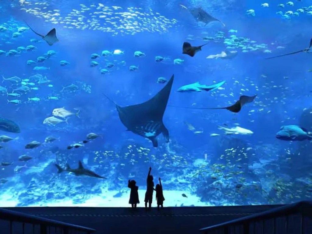 Best Things To Do In Sentosa | SEA Aquarium