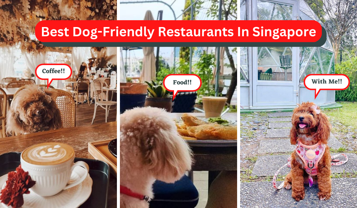 10 Best DogFriendly Restaurants In Singapore [2023]