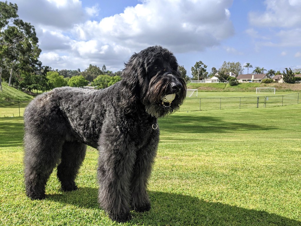 Dog Parks