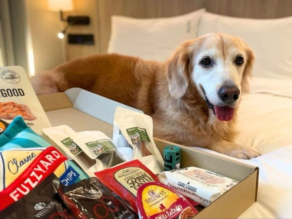 Best Pet Friendly Hotels In Singapore | Holiday Inn Express & Suites Singapore Novena