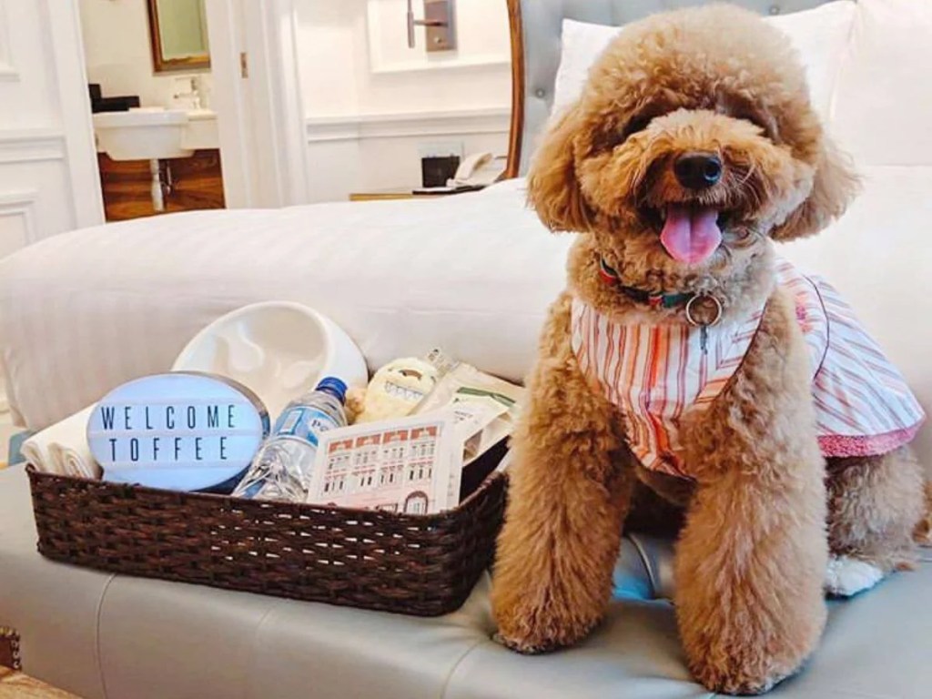 Best Pet Friendly Hotels In Singapore | InterContinental Singapore