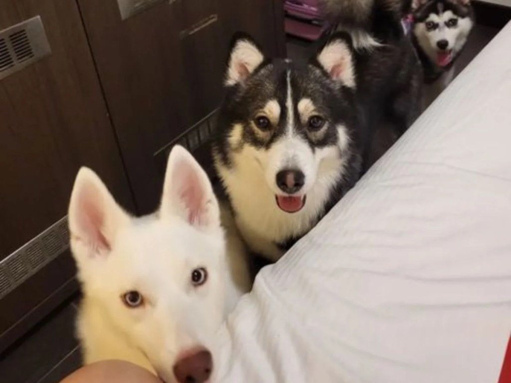 Best Pet Friendly Hotels In Singapore | Kranji Sanctuary Resort