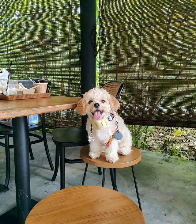Mylo’s