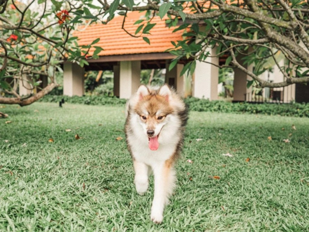 Best Pet Friendly Hotels In Singapore | Sofitel Singapore Sentosa Resort & Spa