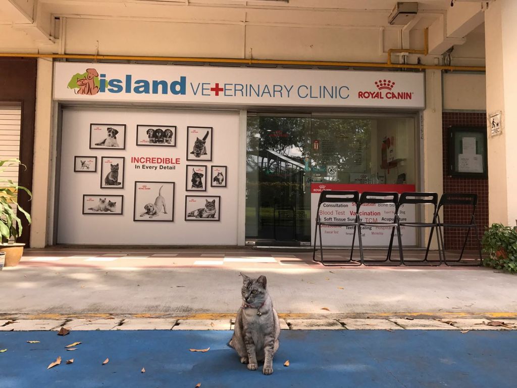 Island Veterinary Clinic
