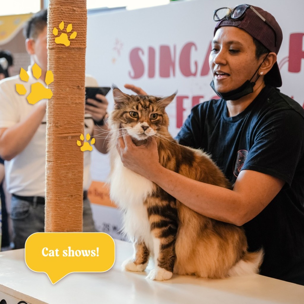 Things to Do In July 2023 | Asia Cat Expo