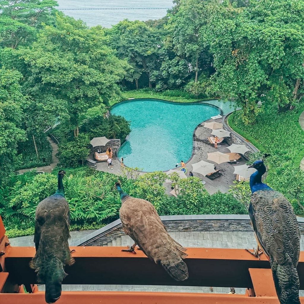 Best Hotel Swimming Pools In Singapore | Capella Hotel Peacock