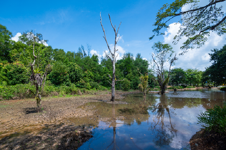 Things To Do At Seletar | Hampstead Wetlands Park
