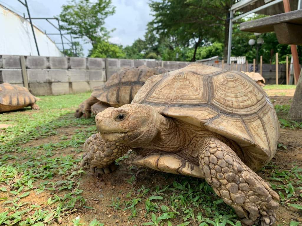Things to do in Yishun | The Live Turtle and Tortoise Museum