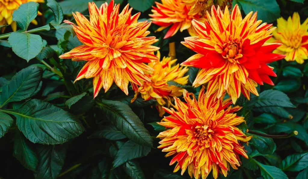 Dahlia Dreams 2024