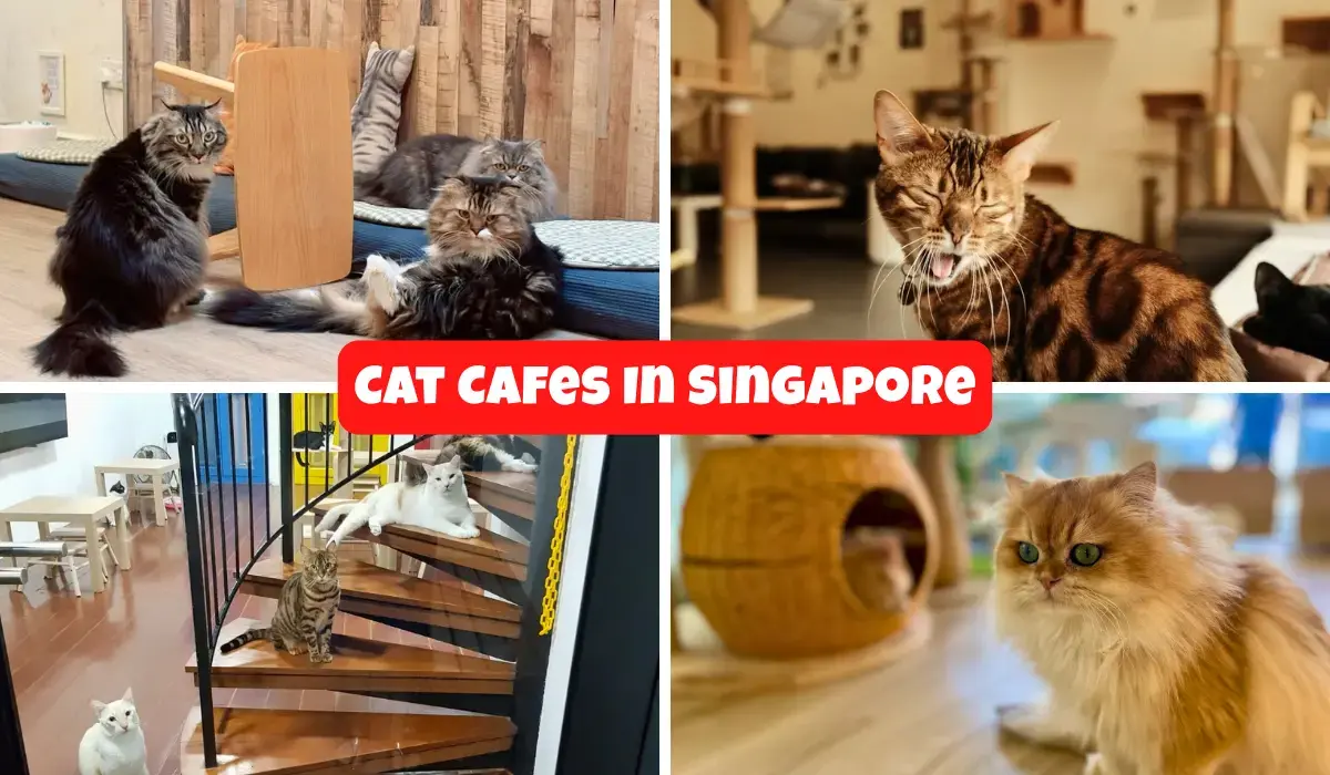 11 Best Cat Cafes In Singapore [2026]